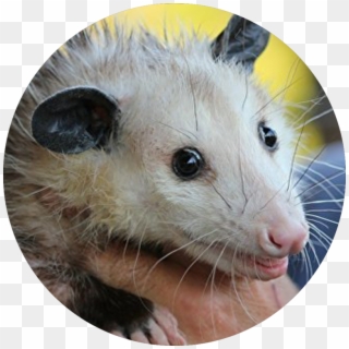 Cute Opossum, HD Png Download