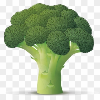Broccoli Branch , Png Download - Broccoli Contains, Transparent Png