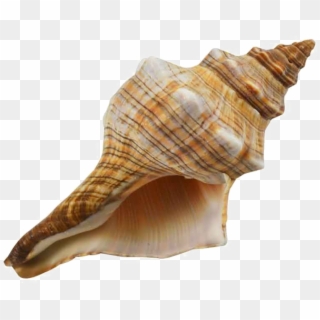 Conch Png Download Image - Conch Shell, Transparent Png
