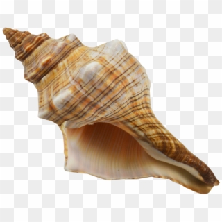 Striped Fox Shell - Shell, HD Png Download