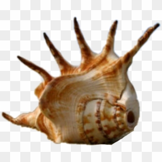 #cutout #mystickers Conch - Big Sea Shells, HD Png Download