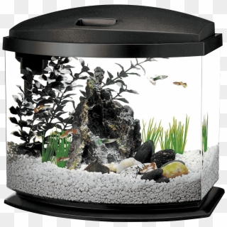 5 Gallon Fish Tank, HD Png Download