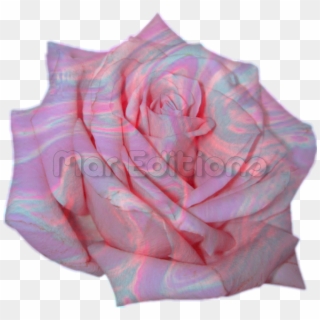 Flortumblr Sticker - Pink Rose, HD Png Download