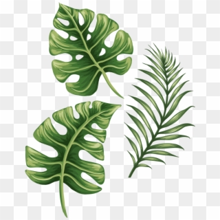 Monstera Drawing Philodendron - Лист Растения Пнг, HD Png Download