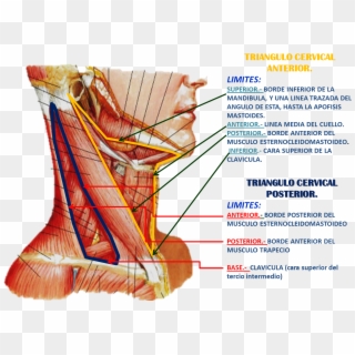 Triangulos Del Cuello - Thyrohyoid Muscle Lateral View, HD Png Download