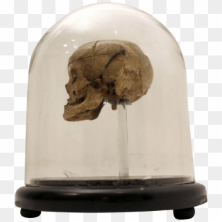 18th Century Human Skull In A Victorian Glass Dome - Skull, HD Png Download