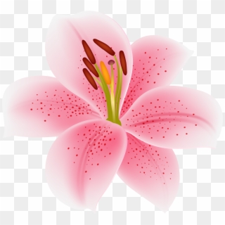 Pink Lilium Flower Transparent Image, HD Png Download