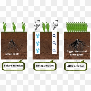 How Lawn Aerator Works - Grass, HD Png Download