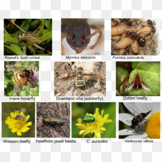 Some Of The Rarer Insect - Hornet, HD Png Download