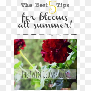 5 Best Tips For A Beautiful Flower Garden - Young Audiences New York, HD Png Download