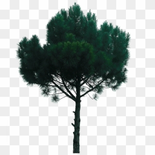 Objecta Pine Tree - Photography, HD Png Download