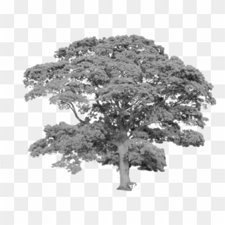 Tree Cutout - Oak Trees In England, HD Png Download