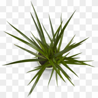 Image Is Not Available - Plant Top View Png, Transparent Png