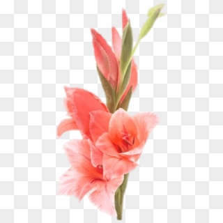 Gladiolus - Gladiolus Flower Gladiolus, HD Png Download
