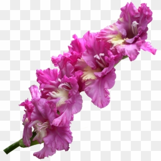 Gladiolus Transparent Png - Gladiolus Flower Png, Png Download