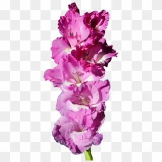 Png Gladiolus Transparent, Png Download