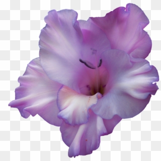 Purple Gladiolus Flower Png , Png Download - Gladiolus Transparent, Png Download