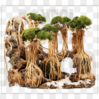 What's Bonsai Driftwood - Root, HD Png Download
