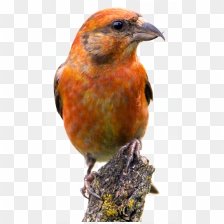 Red Crossbill, HD Png Download