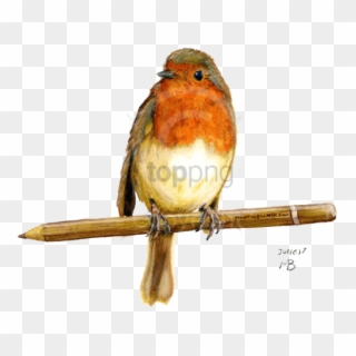 Free Png Birds Garden Hand Drawn Png Image With Transparent - Pencil Drawing Of A Robin, Png Download