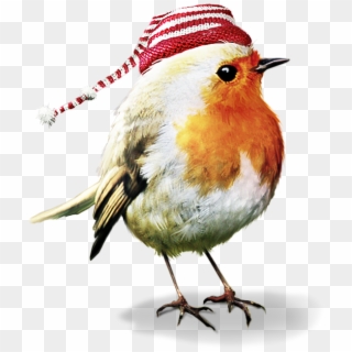 #bird #birds #robin #winter #christmas #terrieasterly - Psp Tubes Animals, HD Png Download