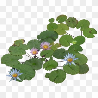 Water Plants Png - Water Lily Png Plan, Transparent Png