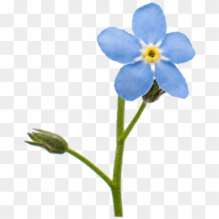 Flower Of Not Forget Me Clipart, HD Png Download