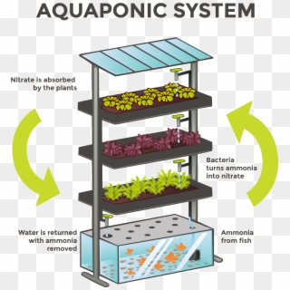 What Is Aquaponics - Aquaponics Agriculture, HD Png Download