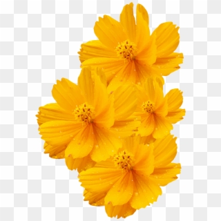 Cosmos Sulphureus Bipinnatus - Png Yellow Flower, Transparent Png