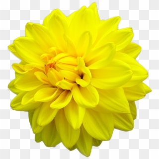 Yellow Daisy Dahlia - Dahlia, HD Png Download