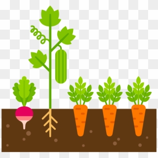 Healthy Soil Holds Enough Water Air And Nutrients To - Clip Art Vegetable Plant, HD Png Download