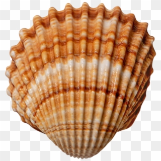 Download High Resolution - Shell, HD Png Download
