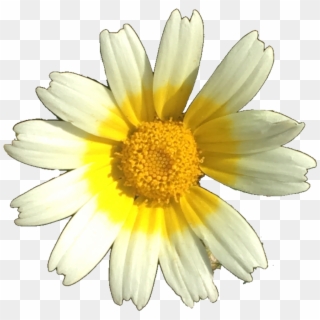 Flower Daisy Nature Yellow White Cute Izzymontague - Oxeye Daisy, HD Png Download