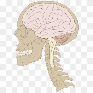 Svg Library Download File Skull And Normal Svg Wikimedia - Causes Brain Damage, HD Png Download