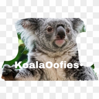 Koala, HD Png Download