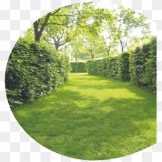 Dm Cutting Hedge - Hedge, HD Png Download
