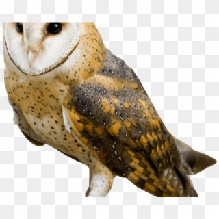 Barn Owl Clipart White Background - Barn Owl Hd, HD Png Download