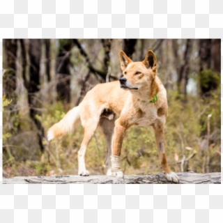 Donate To Petrescue - Swift Fox, HD Png Download