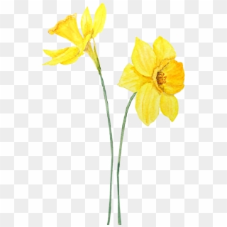 Click And Drag To Re-position The Image, If Desired - Daffodils Painting, HD Png Download