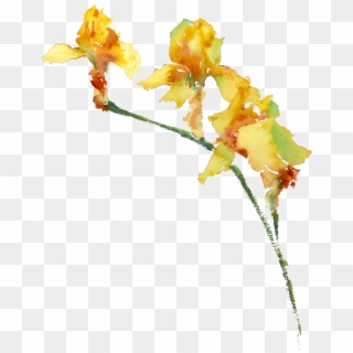 Watercolour Painting Of Three Yellow Irises - Caesalpinia, HD Png Download