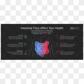 Affecthealth - Intestinal Flora Affects Your Health, HD Png Download