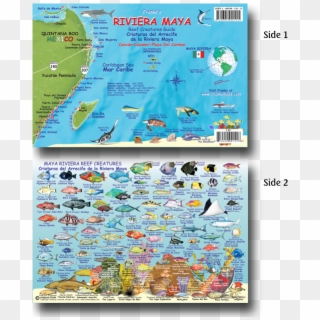 33115 Maya Riviera Fish Card - Fish Of Riviera Maya, HD Png Download