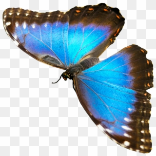 Butterfly Wing Png - Blue Butterflies Png, Transparent Png