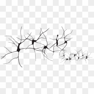Neurons Png - Drawing Neurons, Transparent Png