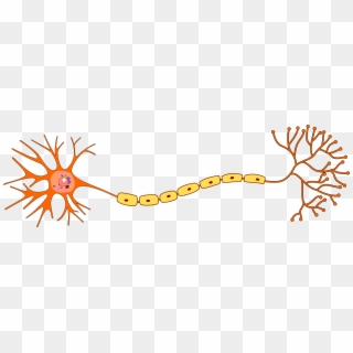 Structure Of Neuron - Neuron Png, Transparent Png