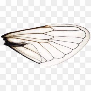 Wings Of A Dragonfly Right - Aporia, HD Png Download