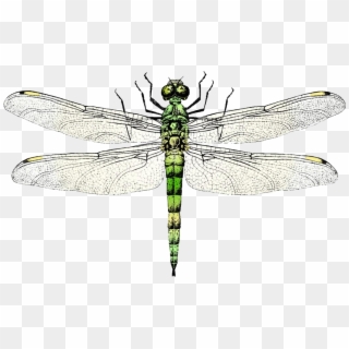 Wing Clip Art Transprent Png Free Download Ⓒ - Dragon Fly Free Vector, Transparent Png