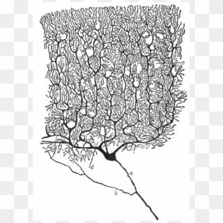 Drawing Of A Purkinje Cell By Santiago Ramón Y Cajal - Neurons Ramon Y Cajal, HD Png Download