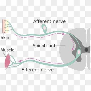 Efferent Nerve Fiber - Afferent Efferent Neurons, HD Png Download
