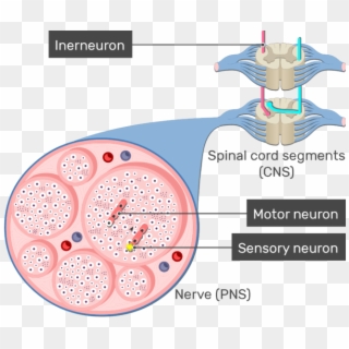 An Image Showing The Action Potential Moving Through - Circle, HD Png Download